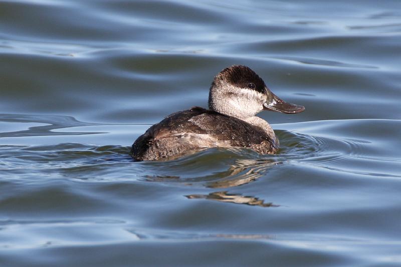 Ruddy Duck 011109 170.jpg